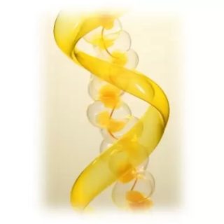 siRNA/RNA